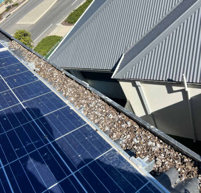 Pigeon proofing in East Perth